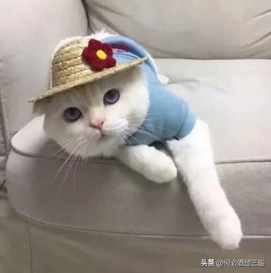 男生发“快睡吧”，回嗯嗯太low了，小野猫教你“撩爆”他哟~