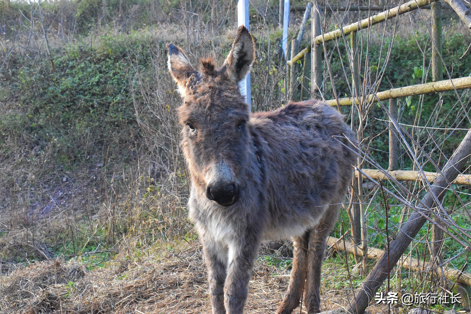 青花瓷孔雀长啥样,青花瓷孔雀在哪里
