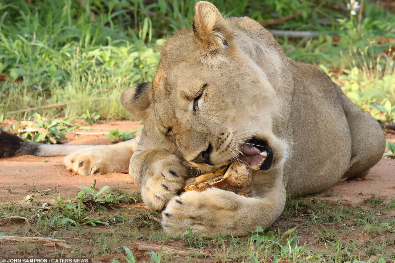 乌龟为什么能活那么多,乌龟为什么能活得那么长时间