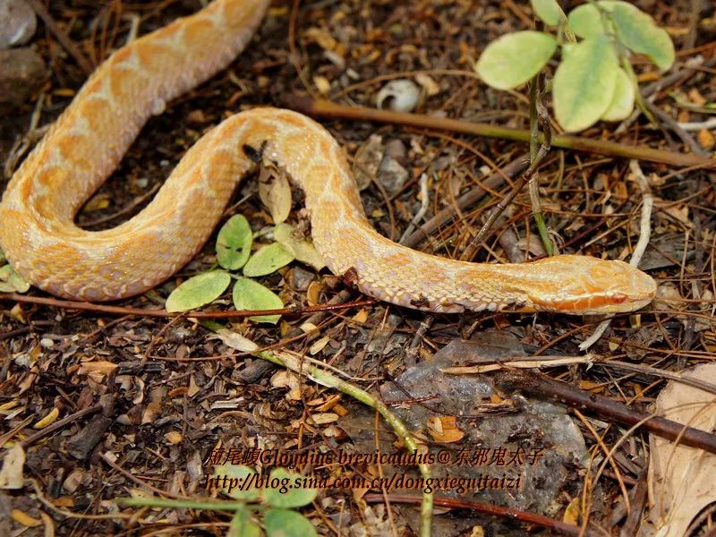 毒蛇的毒性分几种啊,毒蛇毒性排名榜