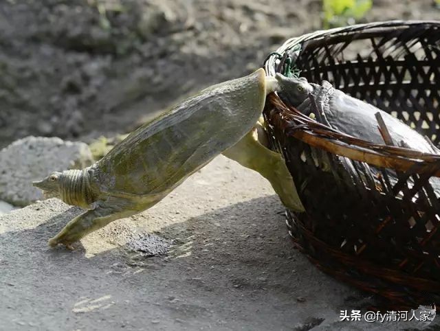 甲鱼的味道怎么形容,甲鱼的味道怎么样