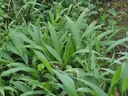 农村常见野花野草,这些野菜农村随处见