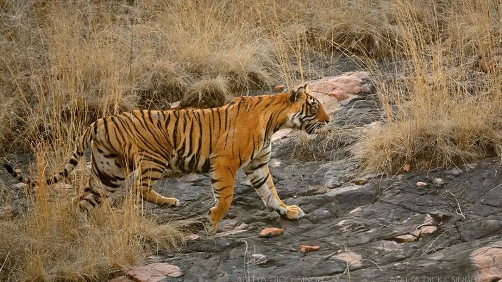 懒熊体型和老虎哪个好,懒熊可以打败老虎吗
