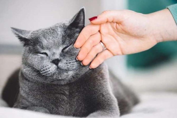 猫皮肤发痒怎么治疗,猫皮肤瘙痒用什么药膏