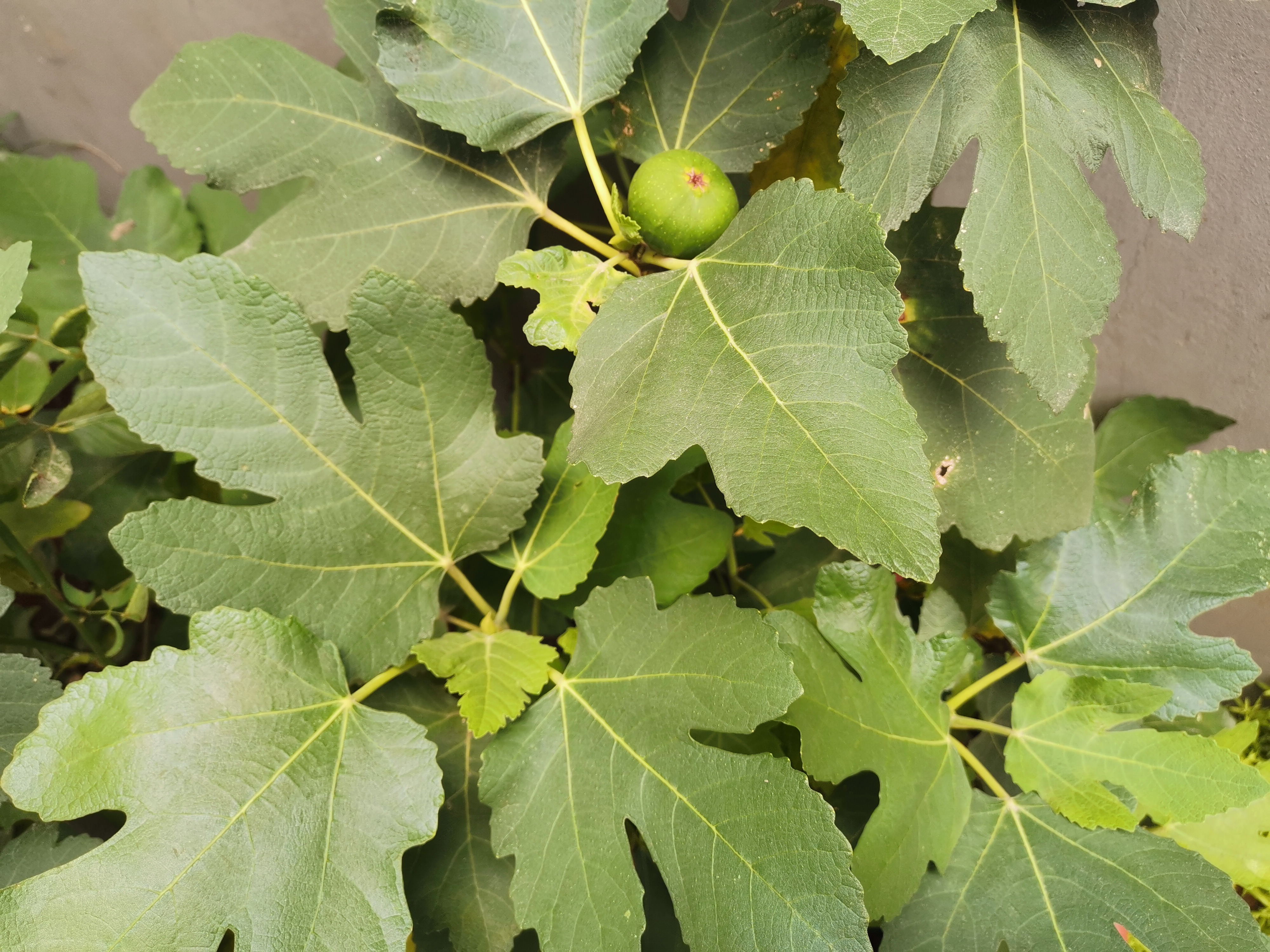 今晚刚种的无花果怎么会落果,盆栽无花果为什么果实干了