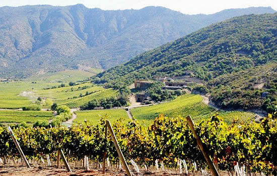 一百块买车厘子还是苹果,公认好喝的智利葡萄酒