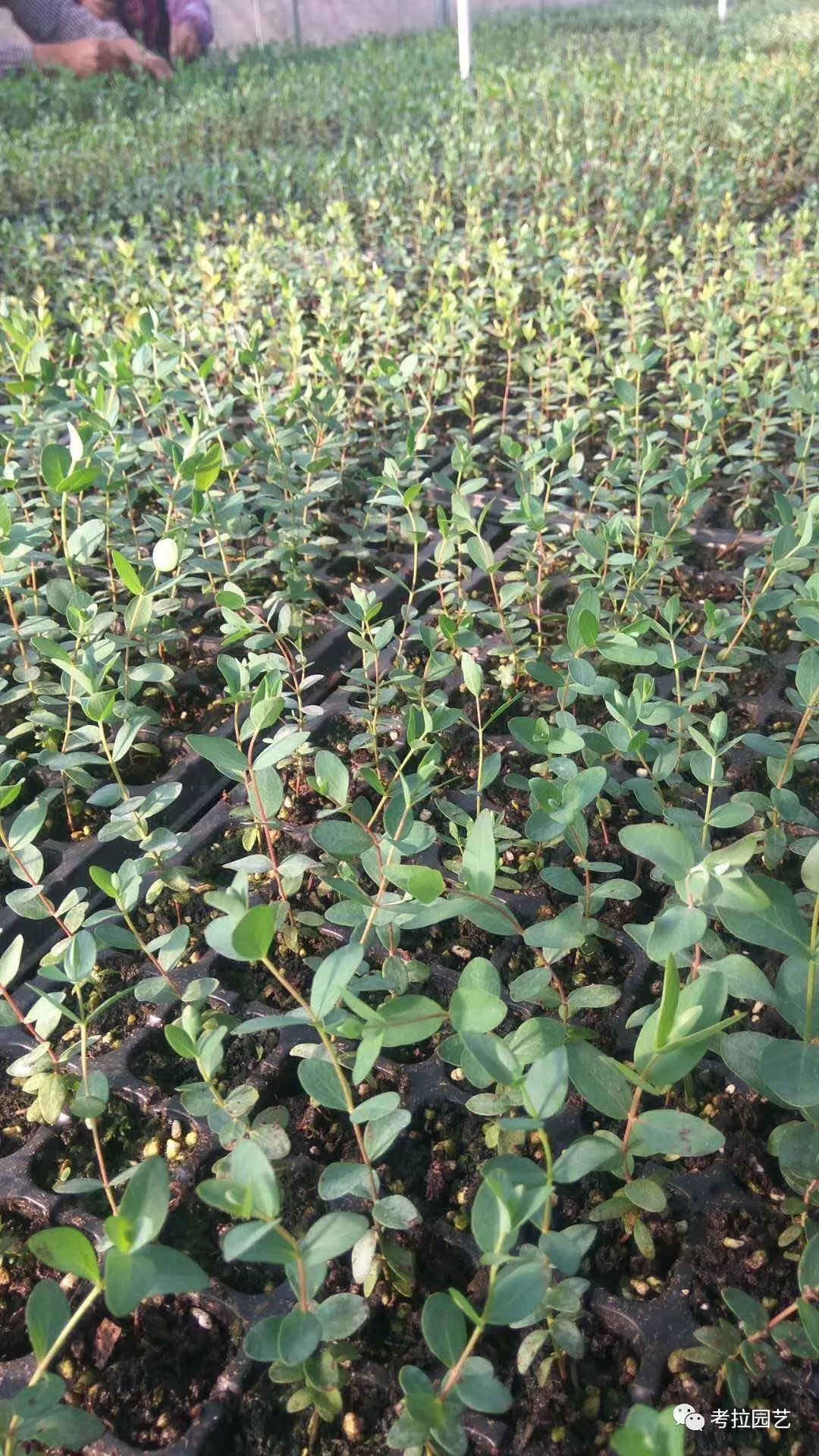 大地的恩赐图片,大地的馈赠是大天域吗