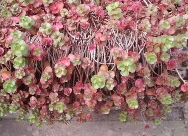 多肉缀化怎么才能养成扇形,小球玫瑰锦多肉如何养护