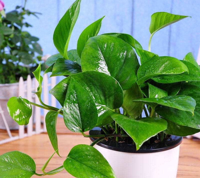 绿萝突然变黑,绿萝冬季注意这6点告别黄叶烂根