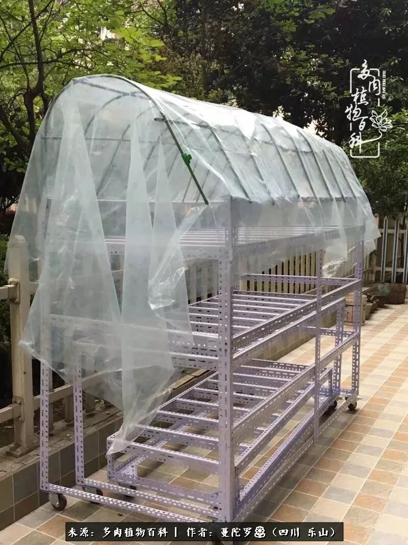 转角遇见多肉,遇见多肉治愈自己