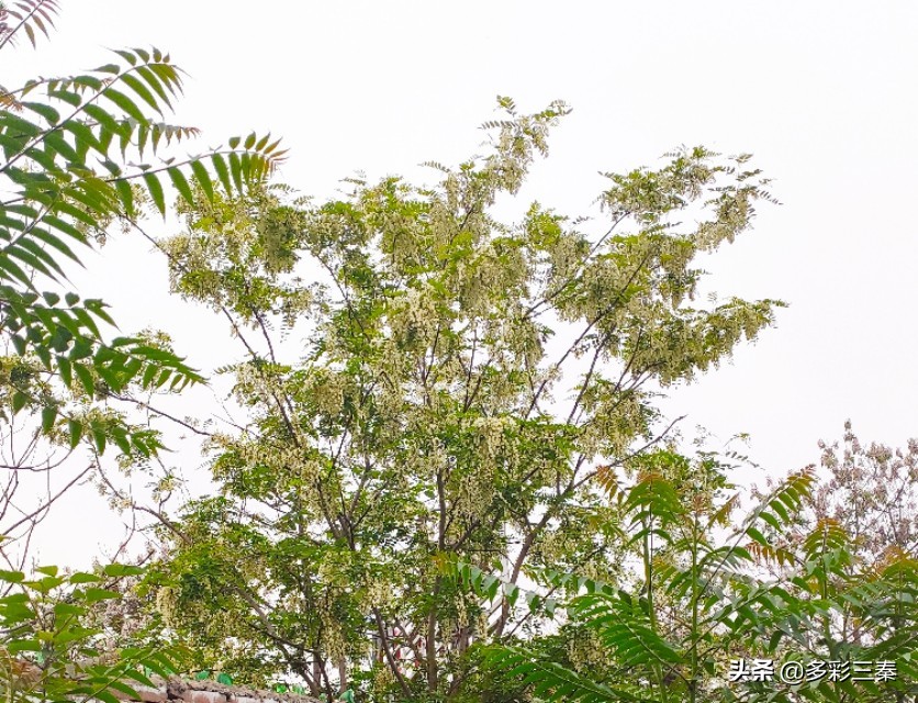 河南槐花飘香惹人醉,槐花飘香惹人醉视频