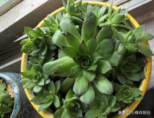 养观音的正确方法,怎么养才能让观音莲长出好多小莲