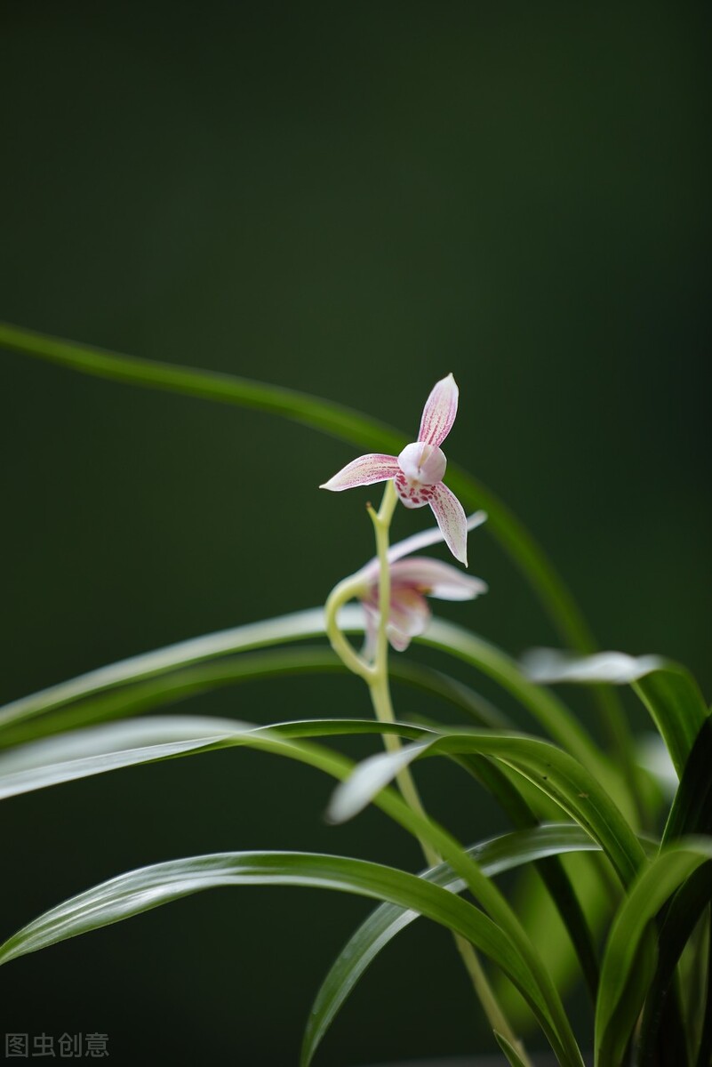 现在买的带花苞的建兰能开花吗,建兰刚开始长花苞怎样养护