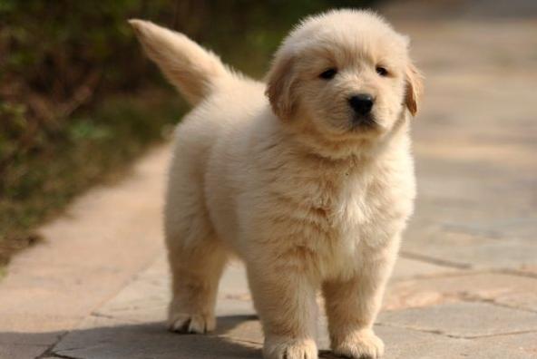 金毛8个月胆子特别小怎么办,金毛胆子小不敢出门怎么办