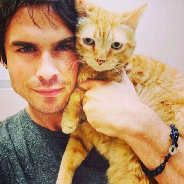 男明星为何喜欢养猫,为什么都说男生不能养猫