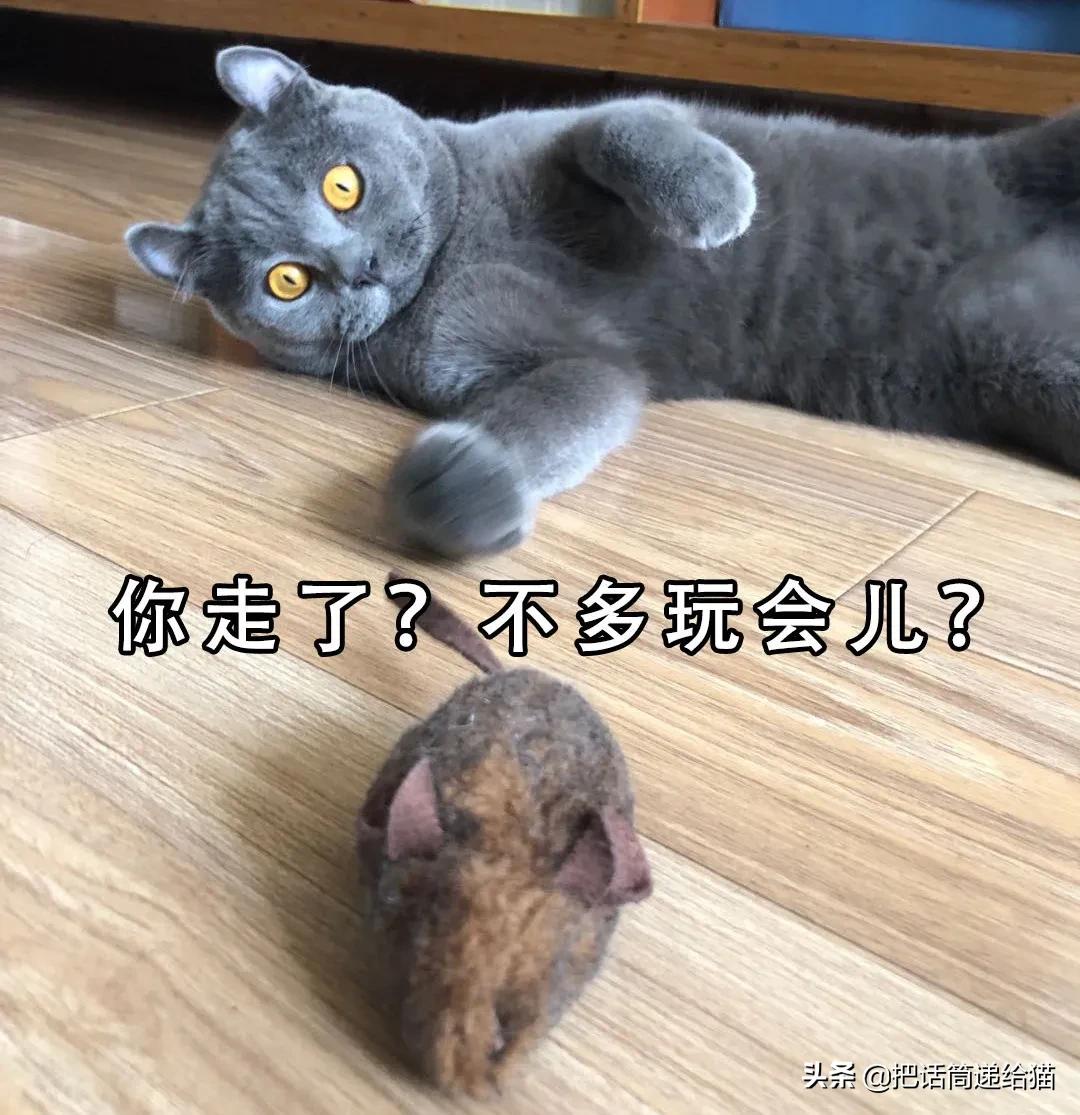 兔耳朵猫：我那么努力，就是为了能跟你永远在一起