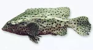 世界顶级海鲜鱼类,史上最完整鱼类海鲜图鉴