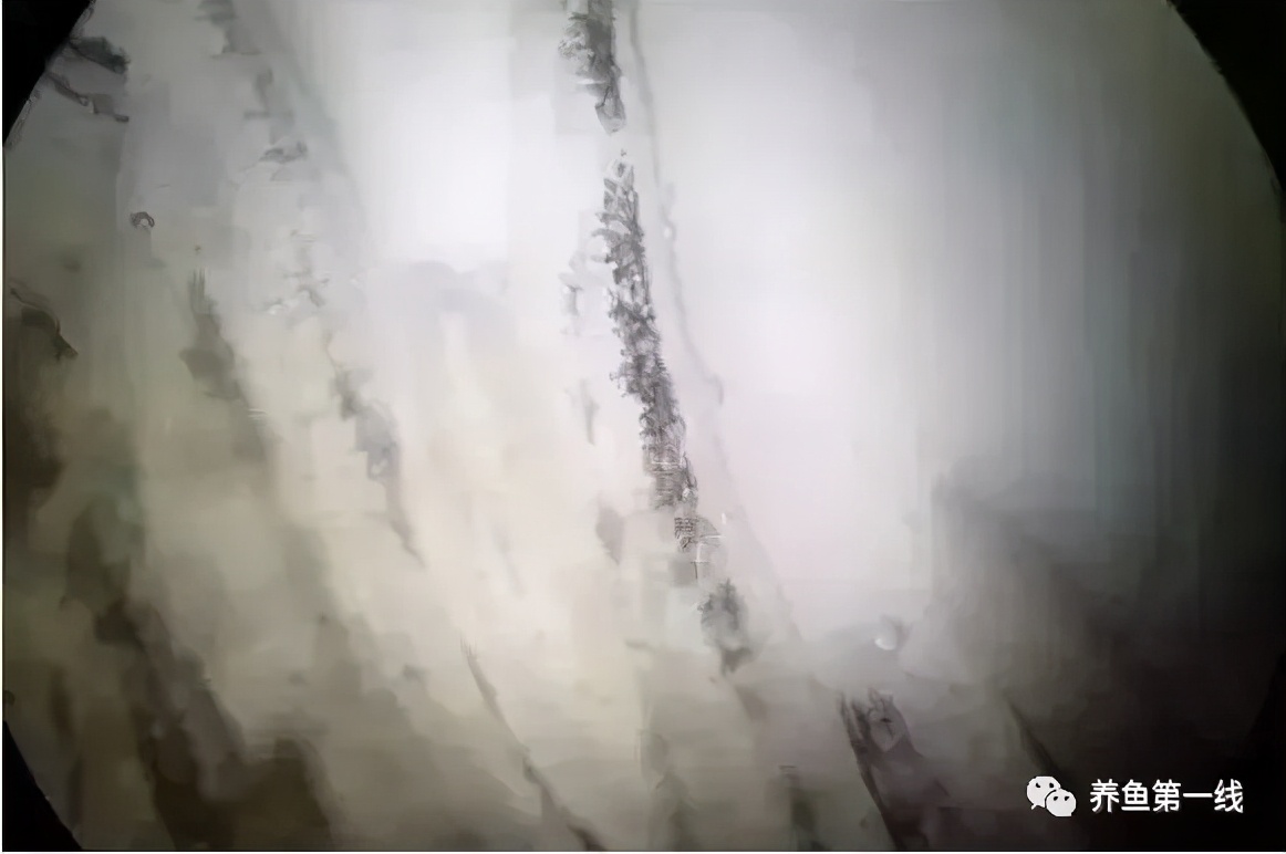 水产鱼鳃虫怎么治疗最好,鱼鳃霉病图片