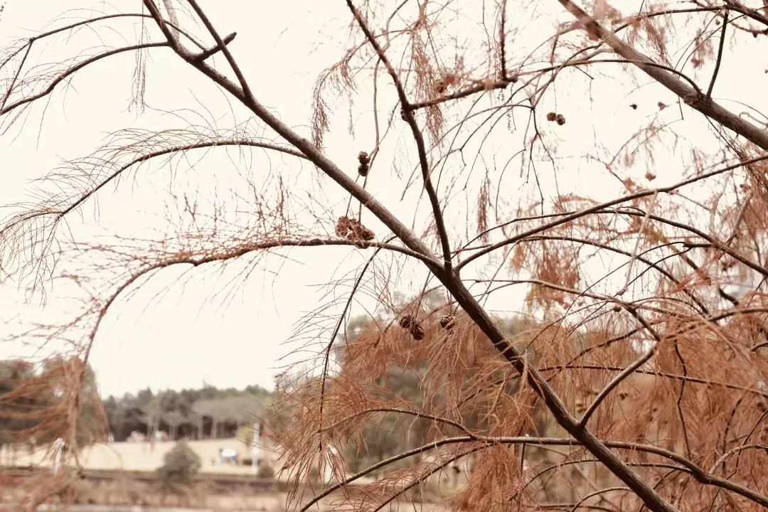 龙岗中心城壹号仓,光明和龙岗中心城