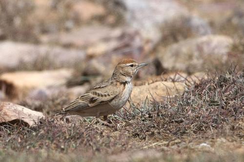 “上了台儿的才叫角儿”,笼鸟之王百灵,请看完这些讲究再考虑养