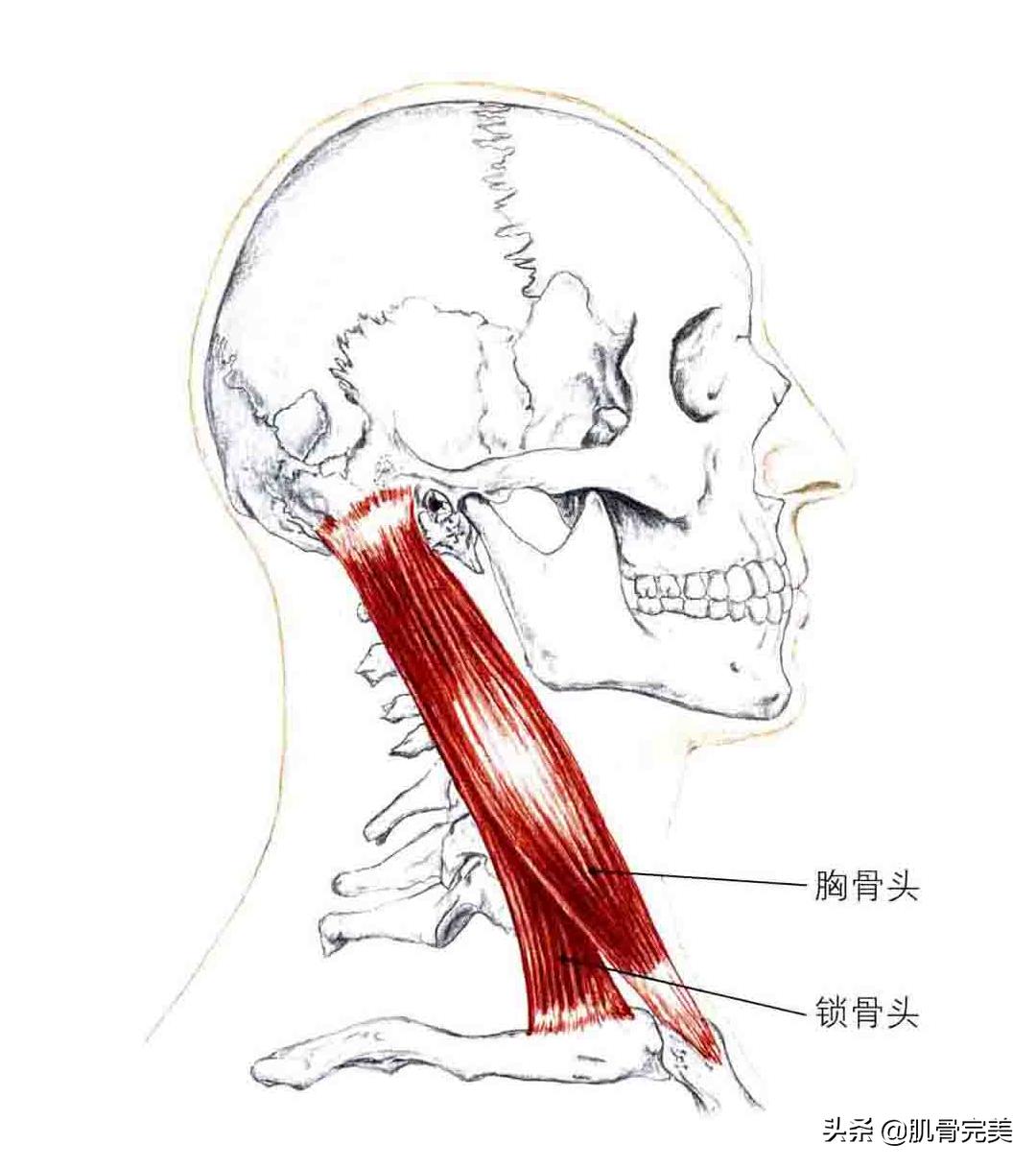 胸锁乳突肌和斜角肌手法松解详解,胸锁乳突肌的运动解剖解析