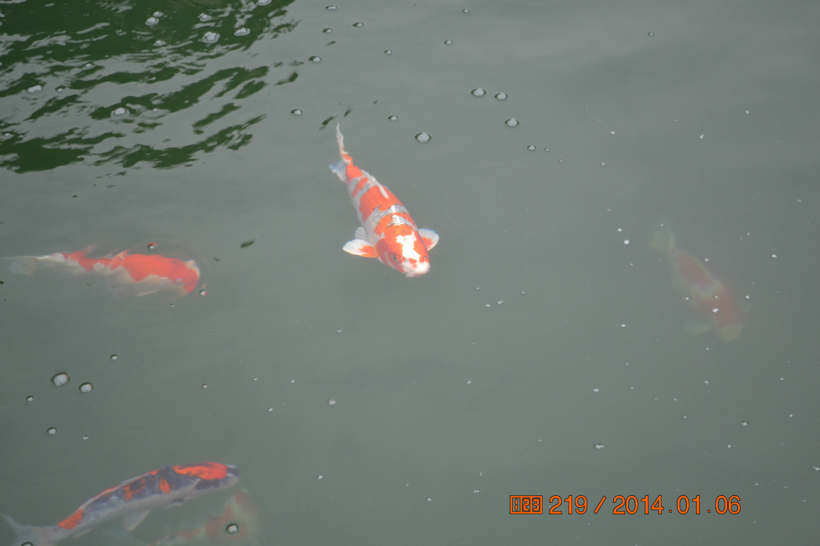 锦鲤池养殖方法图解,锦鲤繁殖全过程纪录片