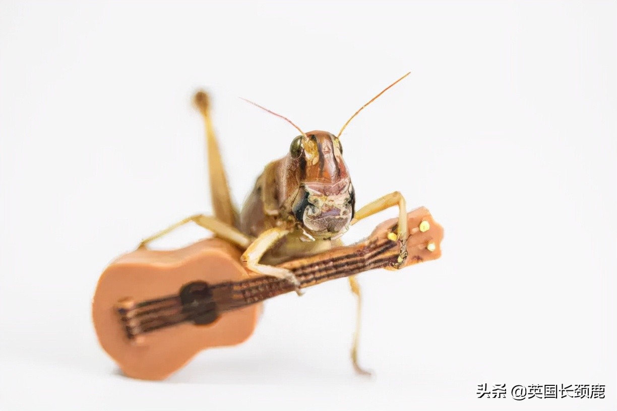 羊驼治愈案例,动物治愈焦虑