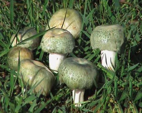 深山里捡蘑菇视频,找野生蘑菇最佳方法