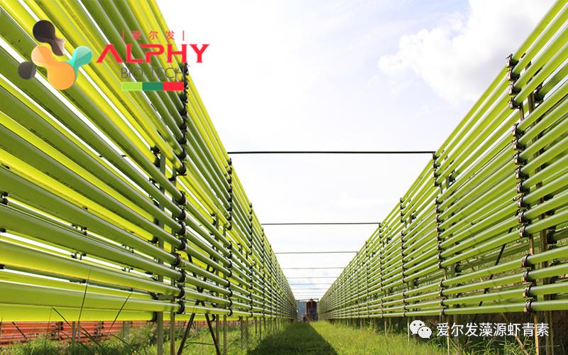云南爱尔发雨生红球藻虾青素产品,雨生红藻虾青素
