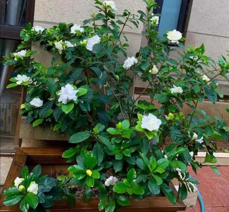 好养的盆栽花卉大全,人养花花