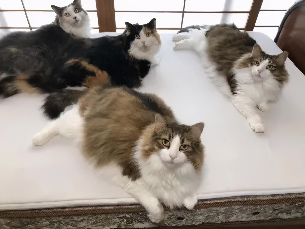 网友晒出5颗巨型毛球，救命！我快要窒息了