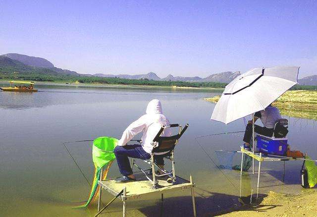 观赏鱼七秒记忆法,关于鱼的10条辟谣