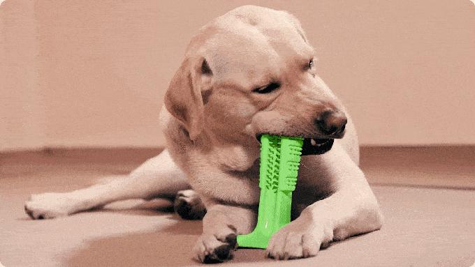 狗狗换牙啃硬的东西有哪些,狗狗换牙给他吃什么