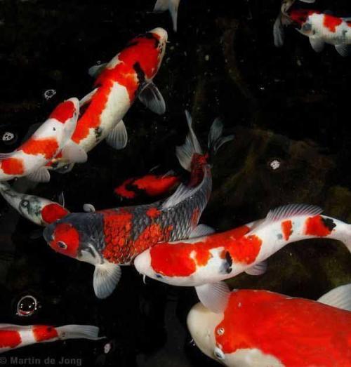 锦鲤的基本鉴赏方法,锦鲤鱼的鉴赏与品种