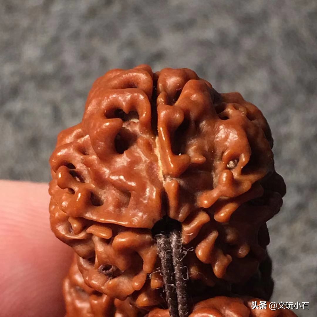 如何避免金刚菩提断齿,霸王花金刚菩提断齿吗