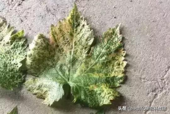 葡萄病虫害的高效防治方法,葡萄叶片发黄症状图谱