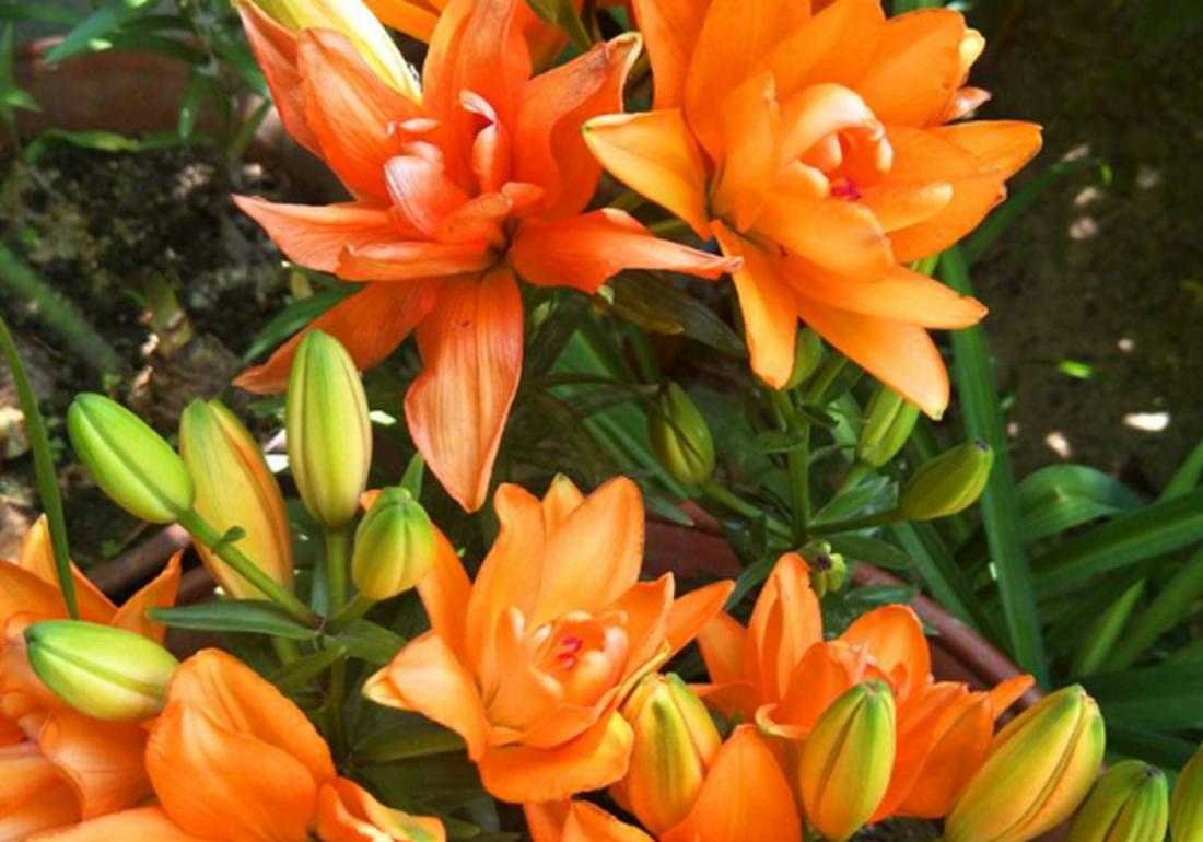 实验室无土栽培百合剥胚,百合种球的无土栽培