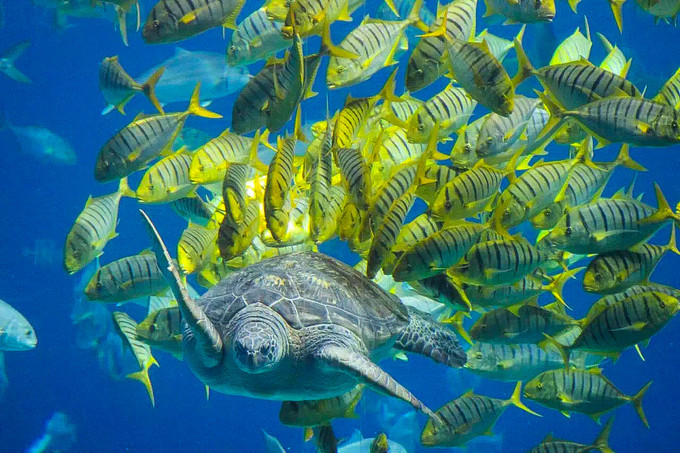 玩转珠海酒店,玩转珠海长隆全攻略