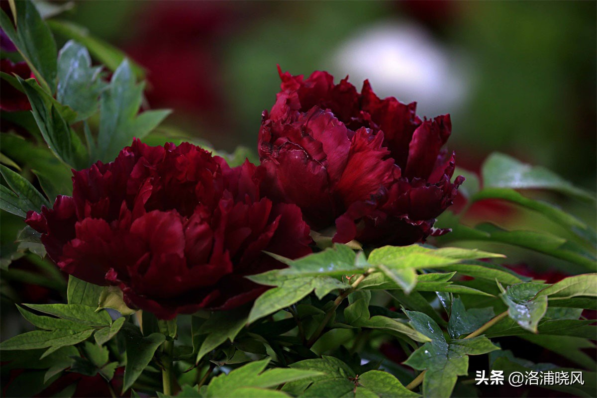 牡丹的名贵品种黑牡丹和绿牡丹,牡丹的稀有品种绿牡丹和黑牡丹