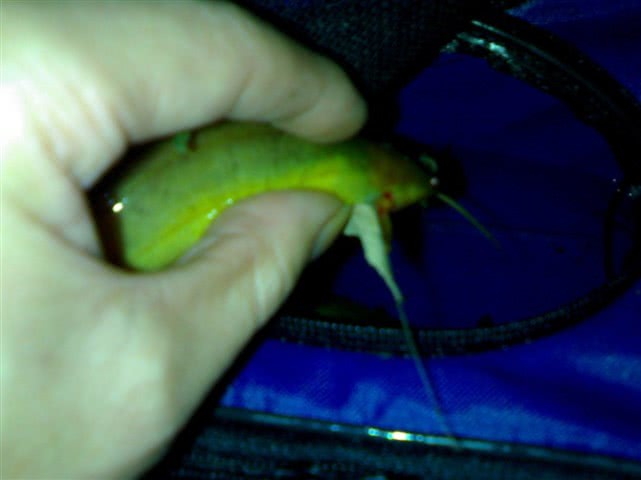 农村河沟里的塘角鱼,因其肉质细嫩,又非常好钓,深受人们喜爱