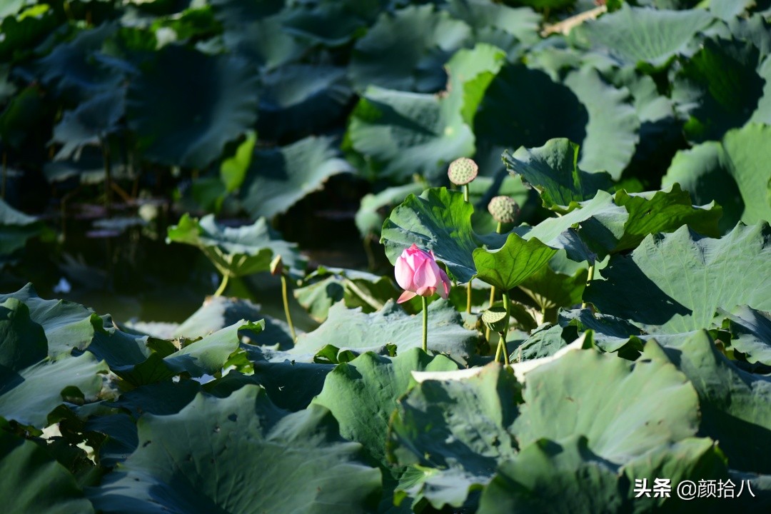 北京圆明园一日游推荐,圆明园秋色如画