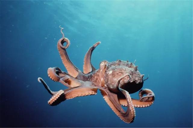 你知道章鱼哥的进化史吗,章鱼哥到底力气有多大