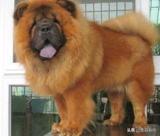 松狮犬的优缺点和怎么喂养,养松狮犬需要注意什么事项
