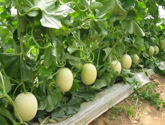 甜瓜*粉白**病危害严重，减产损失可达50%以上，8个防治方法效果好