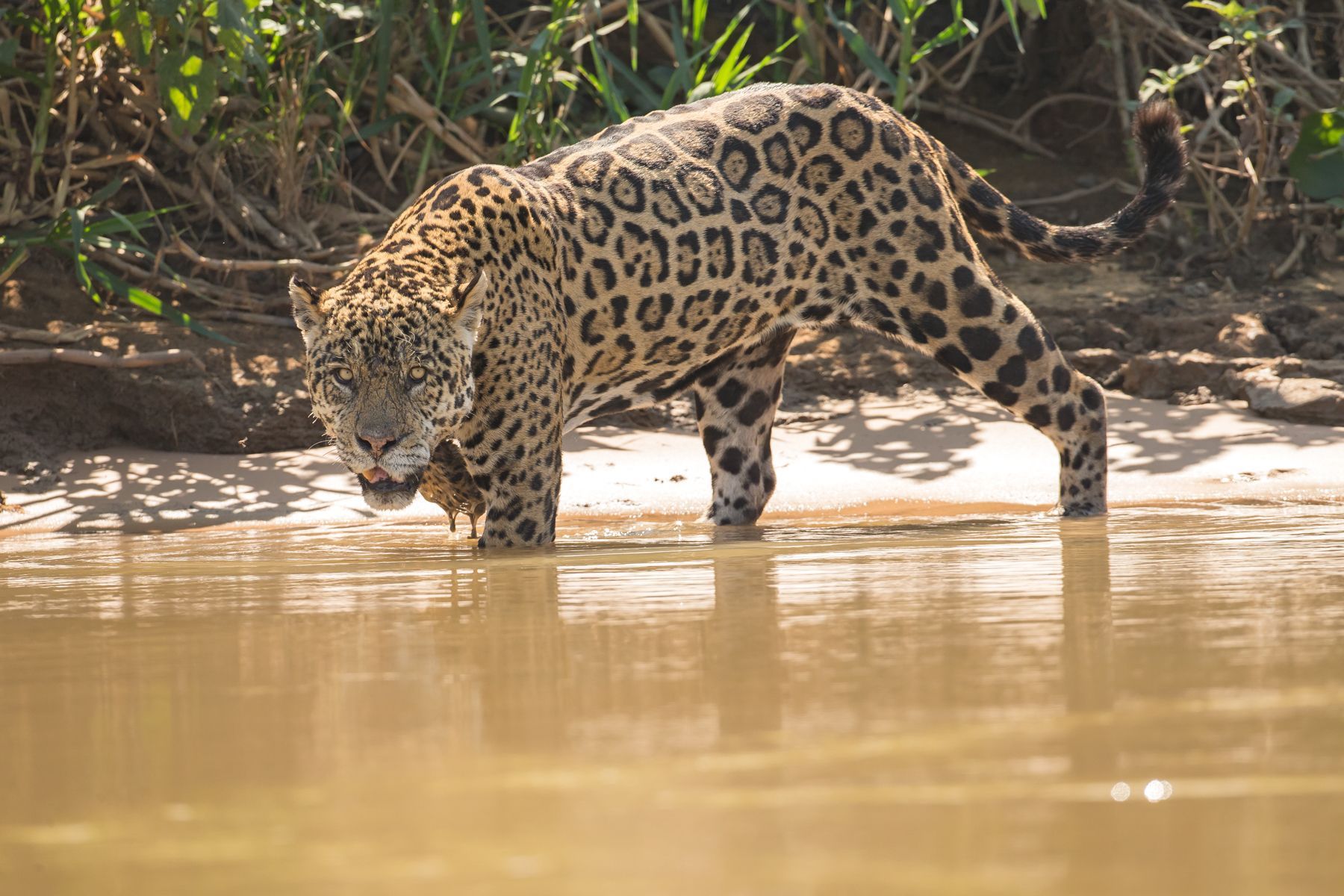 美洲绿水蚺美洲虎,美洲虎捕杀绿水蚺