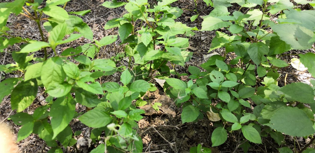 牛膝的图片,为啥叫牛膝