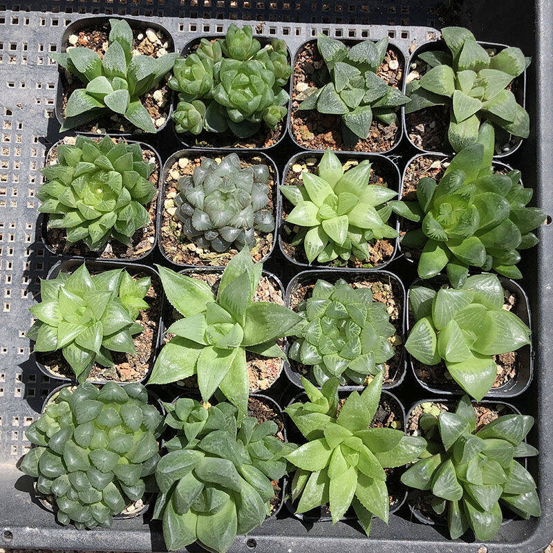 这“38种花”，当你开始收集品种时，你已入坑颇深