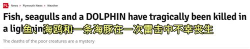 550只羊被雷劈死,500头羊被闪电劈死