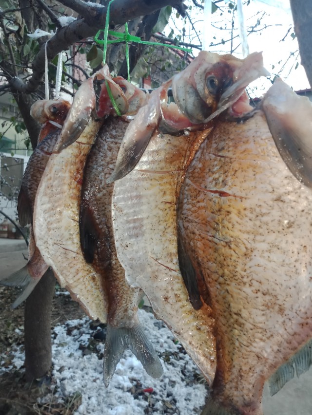 清蒸风干腊鱼,腊鱼清蒸的正确方法
