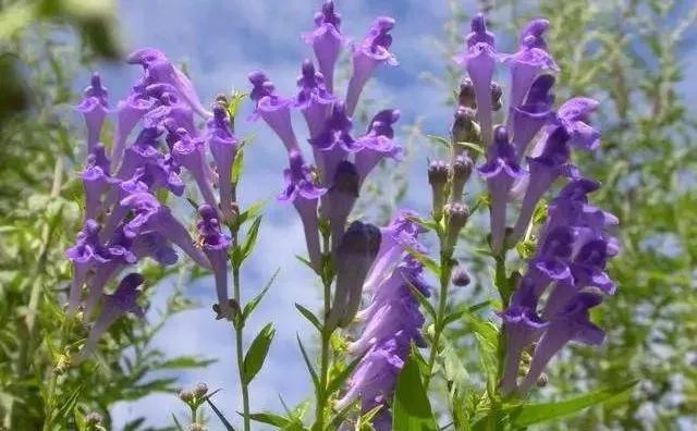 50种·蓝紫色系植物,尊享高贵典雅浪漫的视觉盛宴